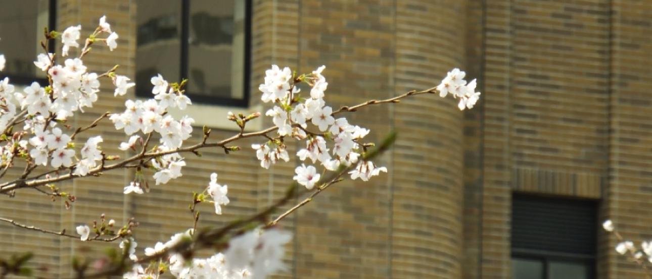 Picture of the cherry blossoms at Tsuruma Park