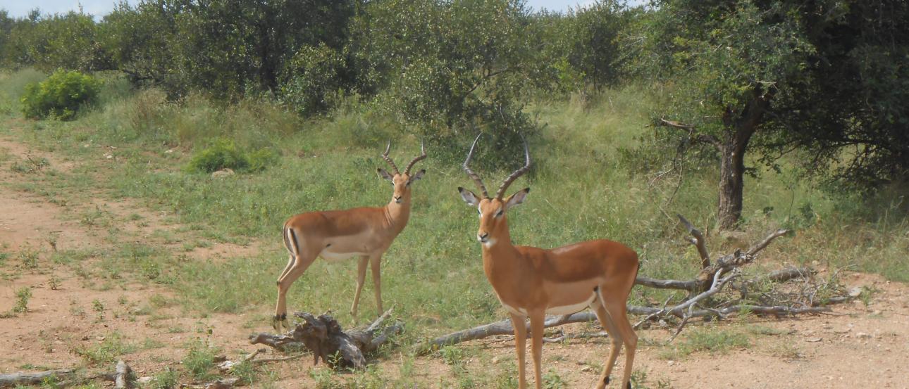 Impalas