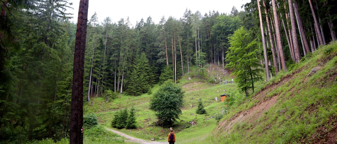 Man standing in front of trees