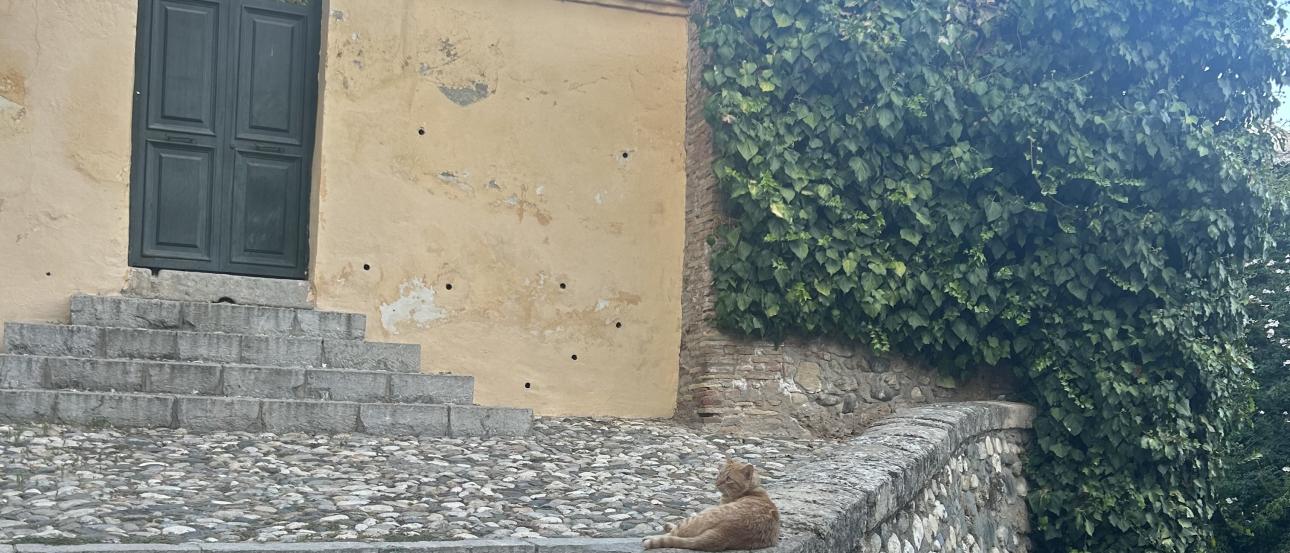 A cat sitting on a stone ledge in front of a yellow house