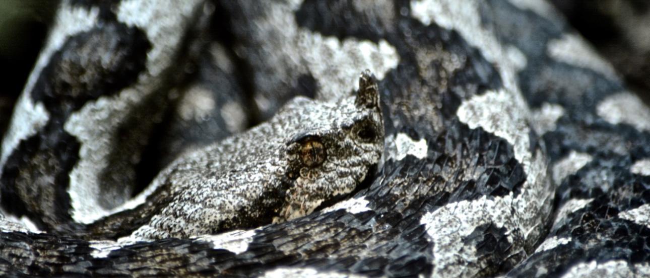 Gray and black patterned snake coiled closely. This alt text was added with Al; accuracy may vary.