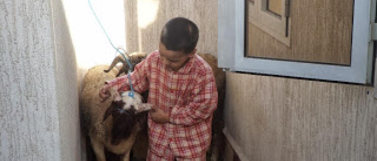 Child in pajamas feeding a sheep between buildings, sunlight streaming in. This alt text was added with Al; accuracy may vary.