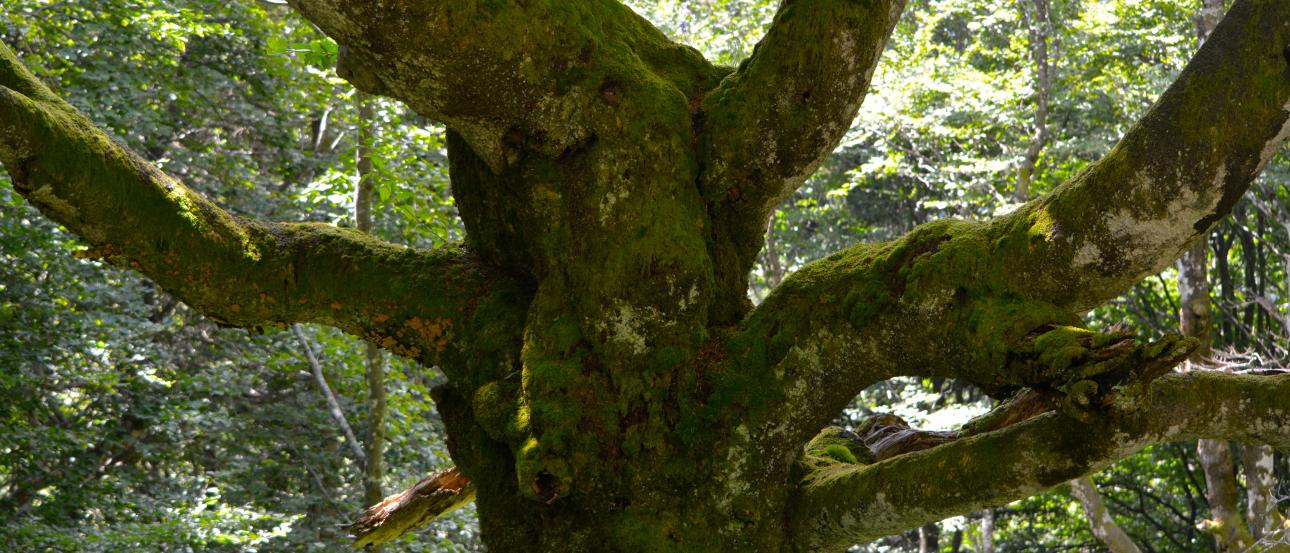 Gothic cathedral spire over cityscape with mountains. This alt text was added with Al; accuracy may vary.