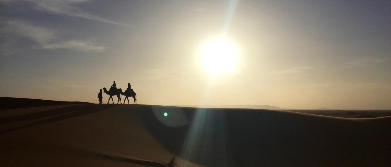 Camels at sunset