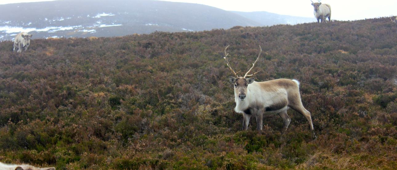 Reindeer grazing on a hilly, grassy landscape with a misty background. This alt text was added with Al; accuracy may vary.