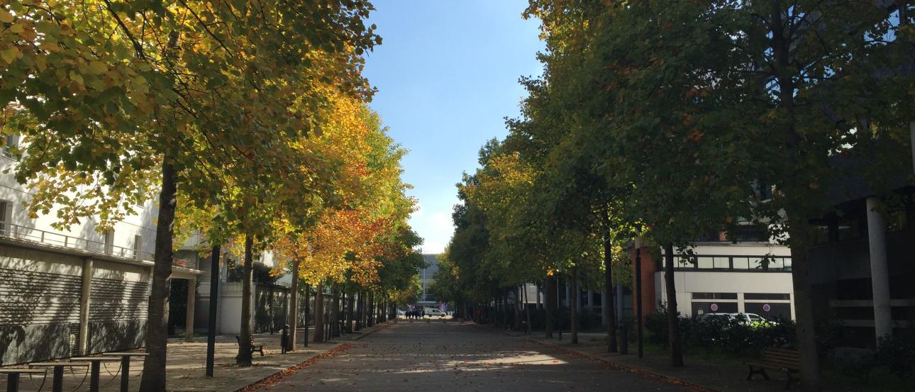 Street lined with trees, green and yellow leaves, under a clear blue sky. This alt text was added with Al; accuracy may vary.