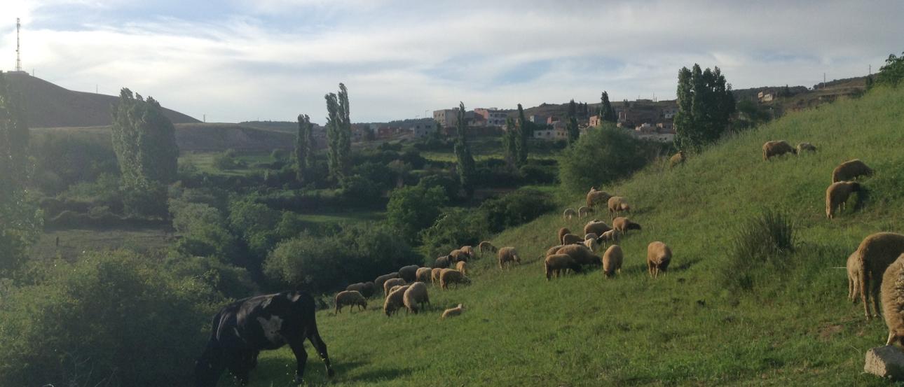 Group of people on a beach at dusk.

Empty covered market alley with closed shops.

Cows grazing on a green hillside under a cloudy sky. This alt text was added with Al; accuracy may vary.