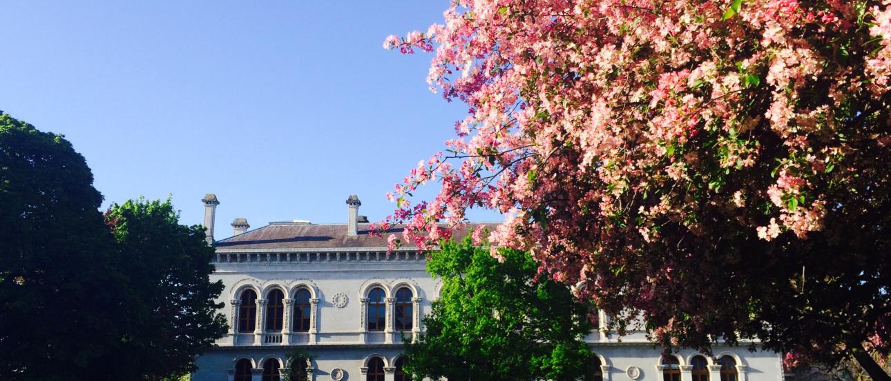 Sunset over calm sea with silhouetted towers on the horizon.

Historic building with blooming pink tree in foreground. This alt text was added with Al; accuracy may vary.