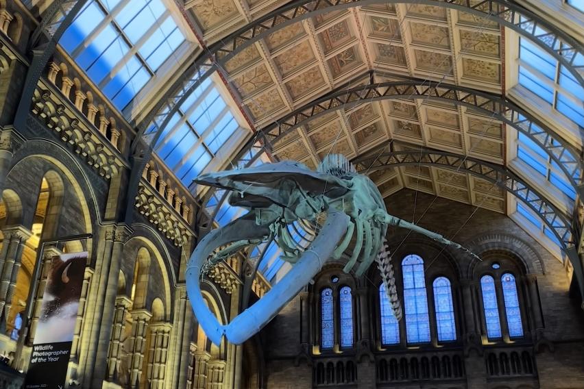 Whale skeleton suspended from arched ceiling in London's Museum of Natural History