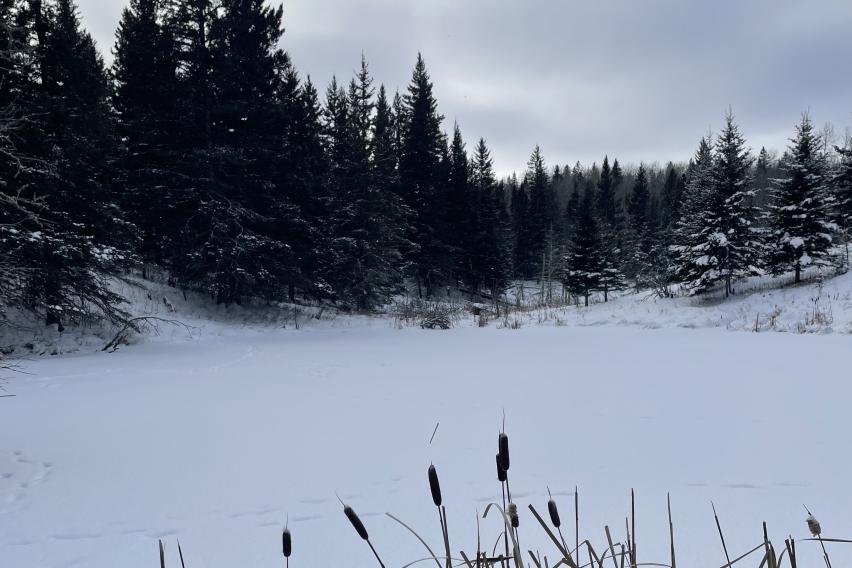 A frozen pond covered in snow and surrounded by tall evergreen trees in Riding Mountain National Park.