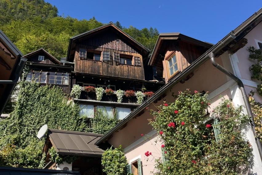 A bright blue sky shines down on dark wood cabins and one pastel-pink house, staggered in height on the mountainside. Bushes and vines climb the sides of each structure, and pink flowers peek out from the foliage to adorn the front of several houses.