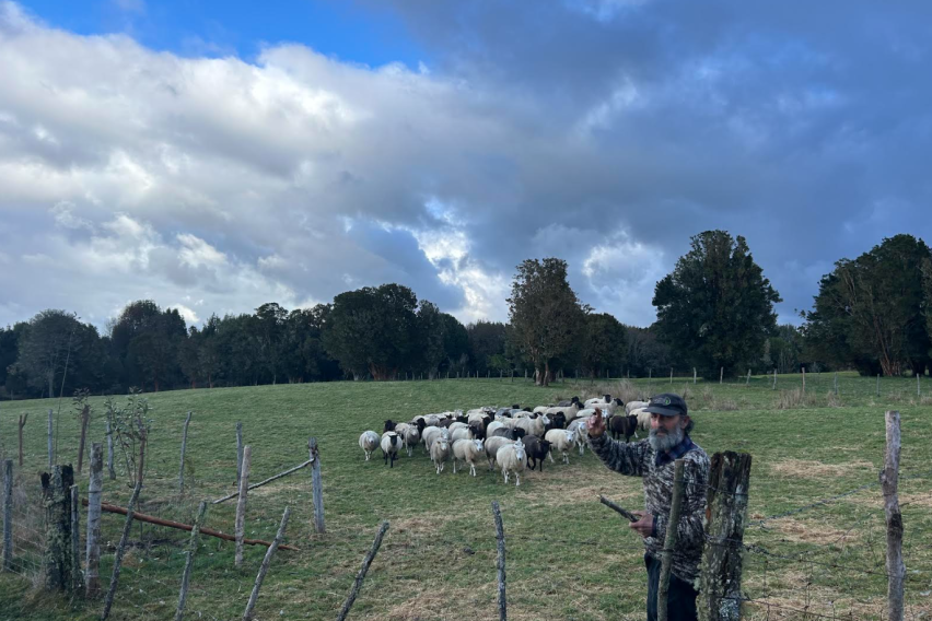 A landscape view of Don Luis with his sheeps
