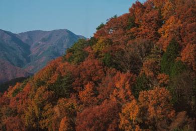 The autumnal mountainside of Fujiyoshida, Japan.