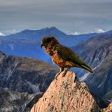 a kea sitting atop a mountain in New Zealand