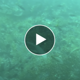shark in the water with play button