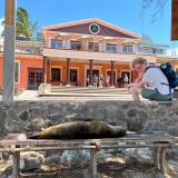 a student sitting new the GAIAS building looking at a sealion laying on a bench