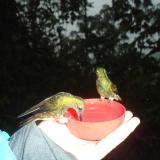 Two hummingbirds sitting on a bowl of sugar water in somebody's hand.