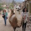 two students taking llamas for a walk in Jujuy