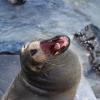 a sealion yawning on the beach