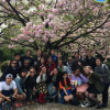 diverse students underneath a blooming cherry blossom tree