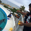 As part of a field trip, a student had the opportunity to field dolphins in an aquarium.