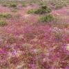 The Famous ¨Desert Flowers¨ of Chile's Atacama Region
