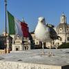 A pigeon with the Italian flag in the background. 