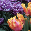 Beautiful orange and purple tulips