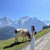 A view of the Swiss Alps with a cow on the hiking trail!