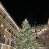 Photo of a Christmas tree in Siena 
