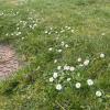 Dandelions in grass