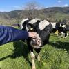 A hand reaches to pet the nose of a black and white cow