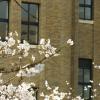 Picture of the cherry blossoms at Tsuruma Park