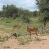 Impalas