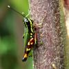 A beautiful grasshopper sitting on a tree