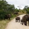 Elephants crossing in Kruger National Park 