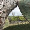 View through a cactus of Los Tuneles 