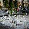 The Swans of the Grand Canal 