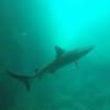 Black tip reef shark at Kicker Rock