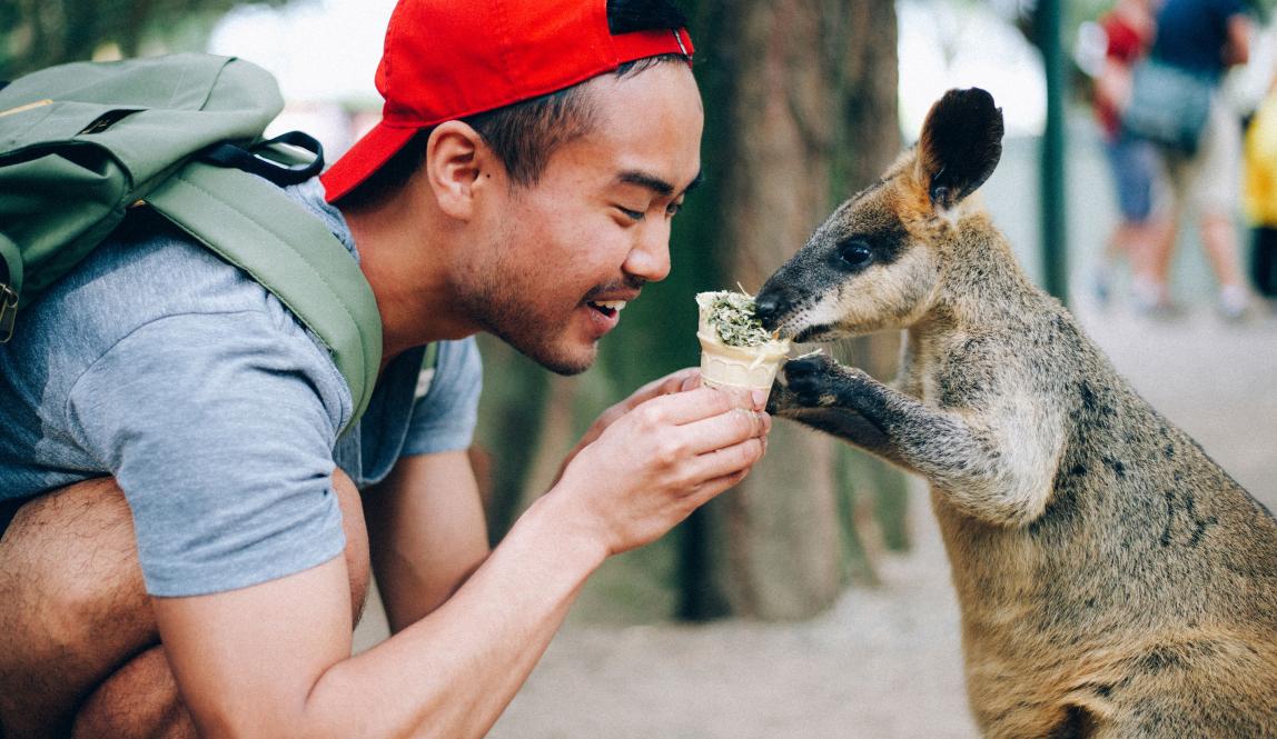 a student feeds a wallaby snacks at a zoo in Sydney