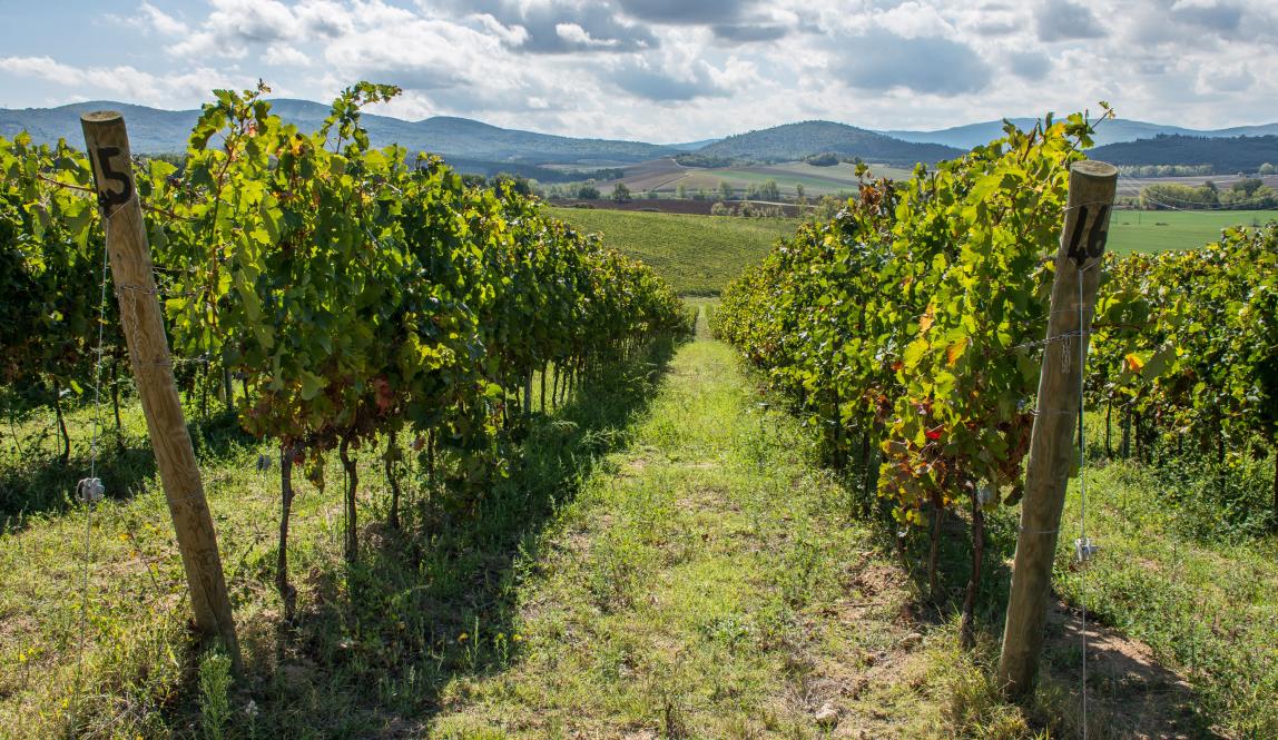 Vineyards in Siena