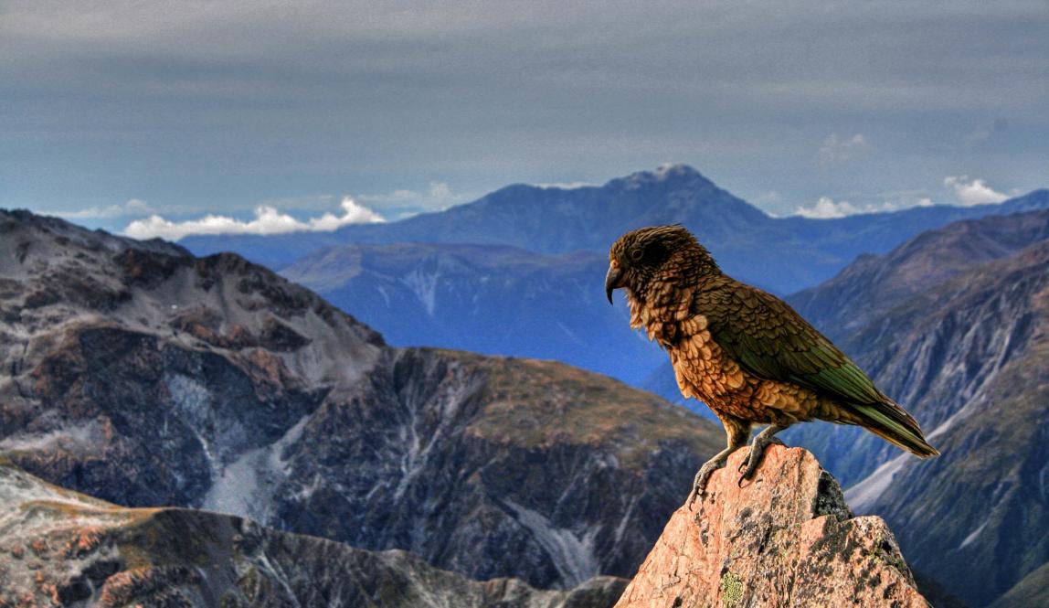 a kea sitting atop a mountain in New Zealand