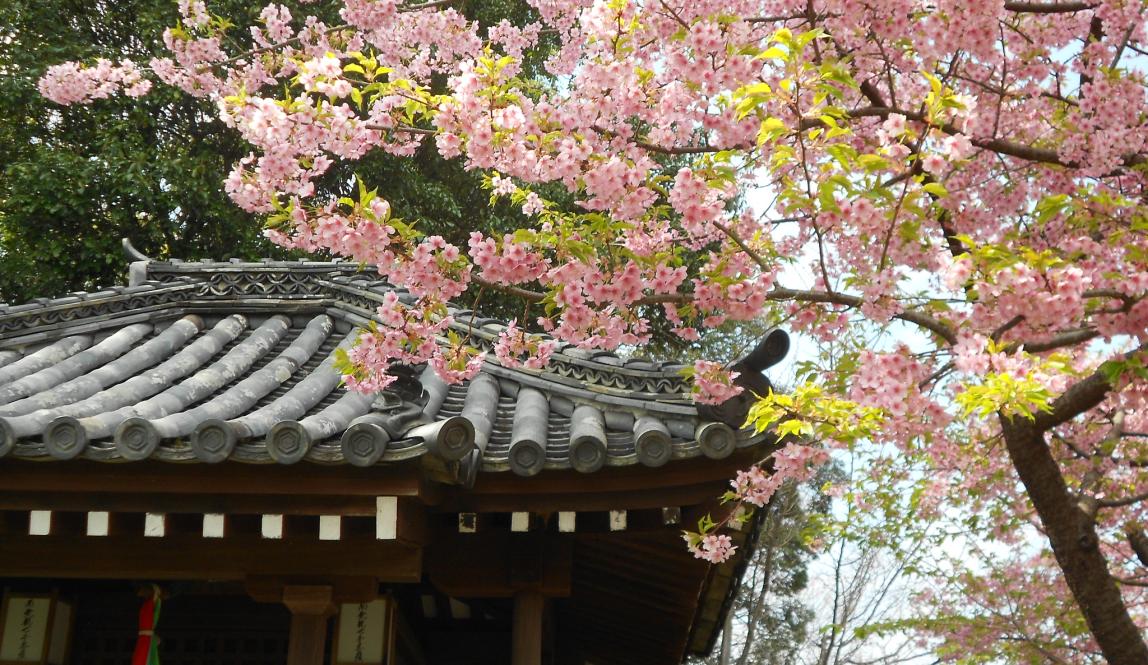 cherry blossom tree hanging over temple