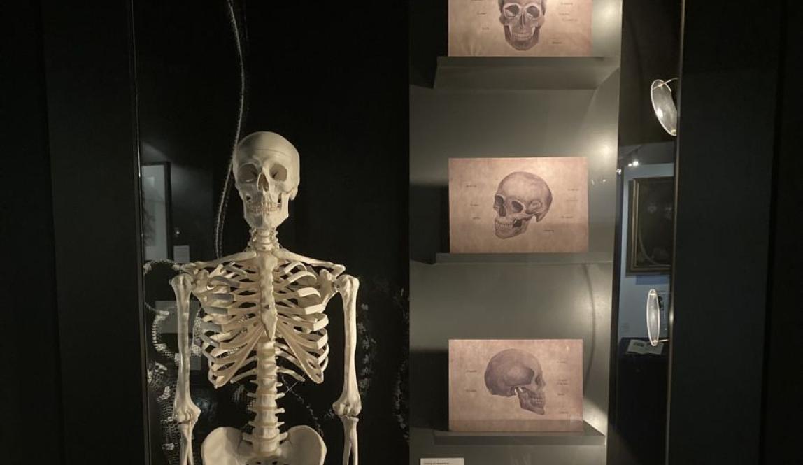 Skeleton exhibit at the Uniseum