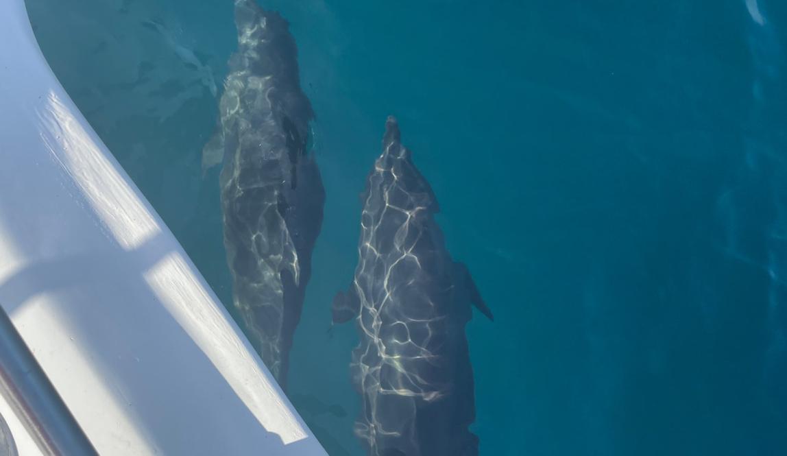 Dolphins from the boat
