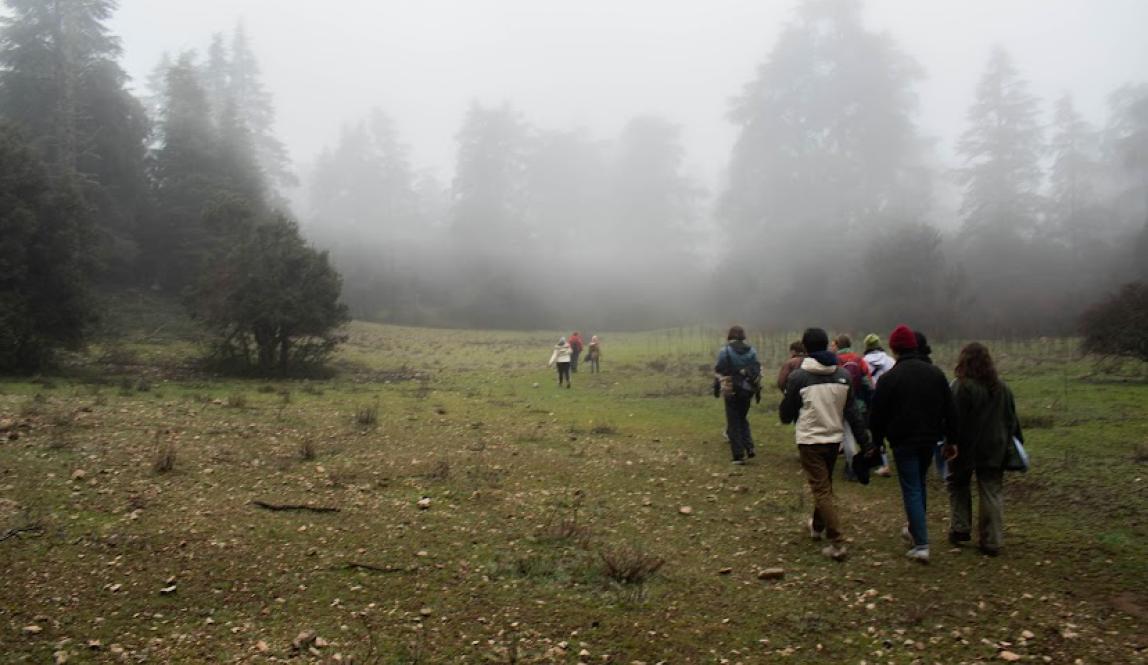 A misty forest with students walking