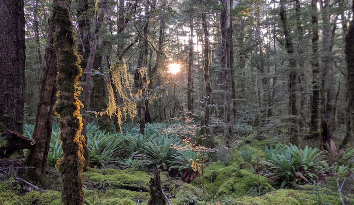 Sunlight shines through mossy beech trees with ferns and moss covering the ground