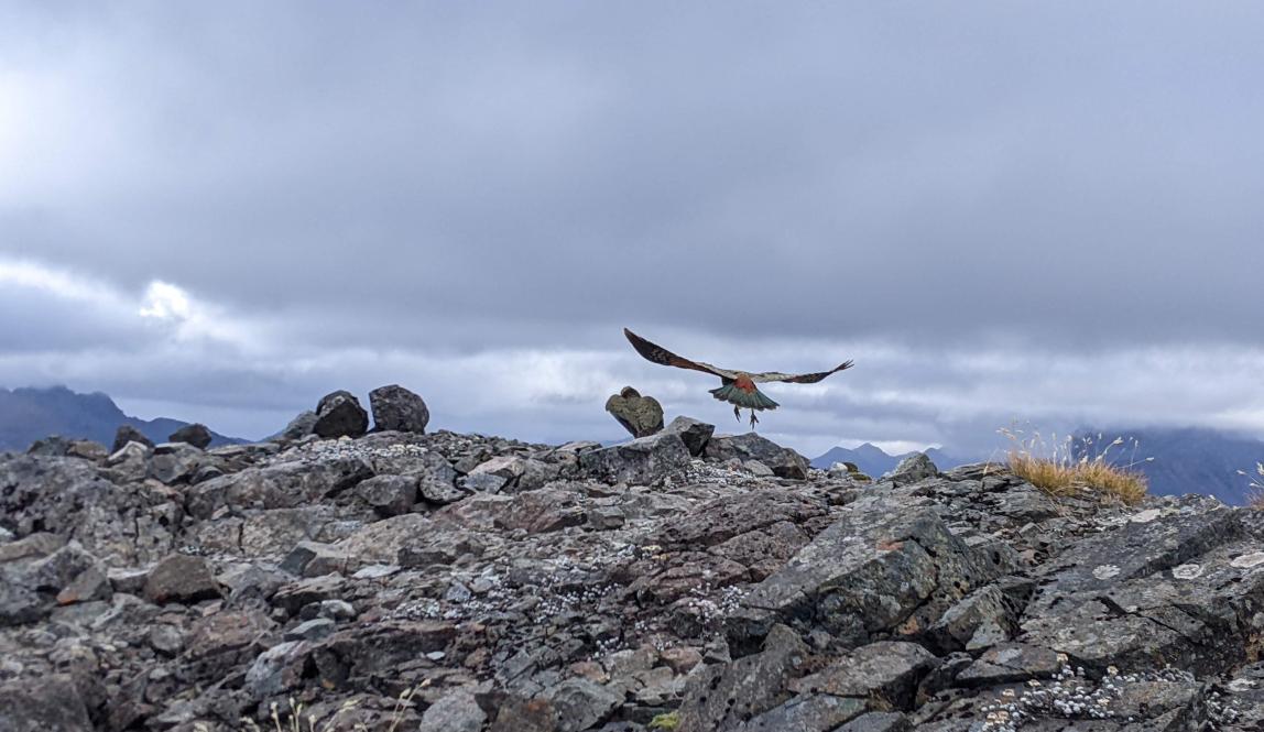 A group of Keas (alpine parrots) perch along a rocky ridge, one with its wings out in flight. 