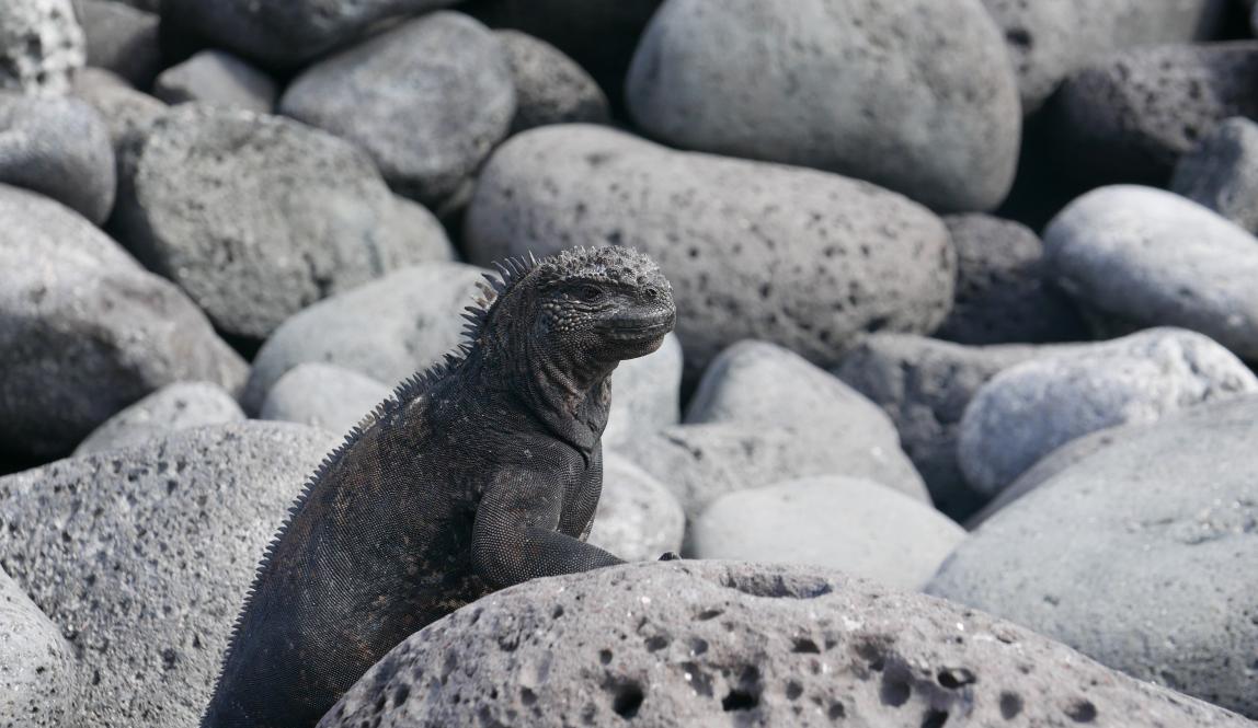 A gray marine iguana sun bathes on gray rocks in the Galápagos Islands, Ecuador.