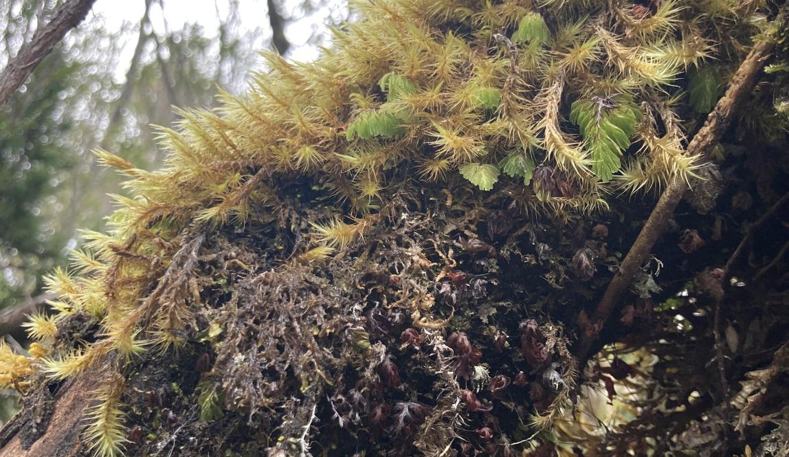 Moss growing on a branch